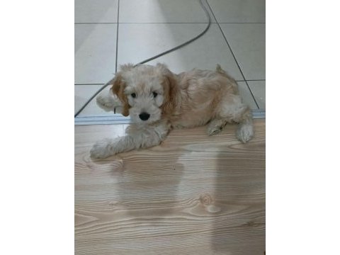 Küçük maltipoo oğlum
