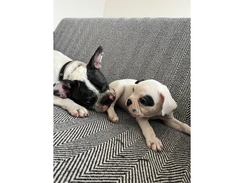 Mecburiyetten french bulldog yavrum son dişi