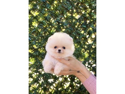 Biblo erkek pomeranian boo
