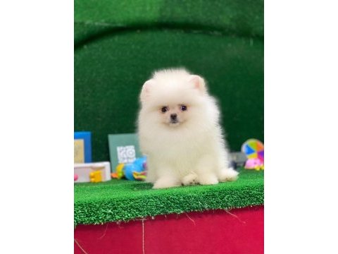 Blacks petshop garantisiyle sağlık garantili pomeranian