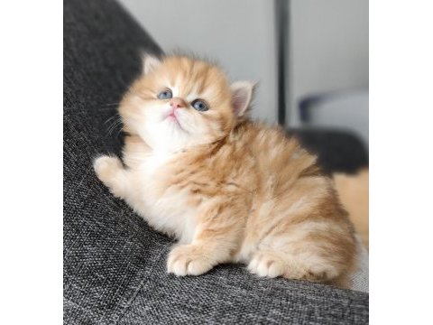 British longhair erkek golden yavru