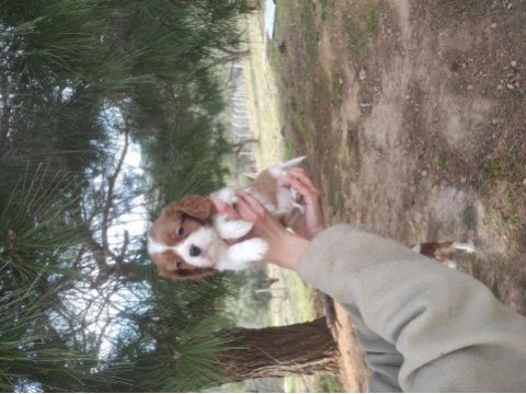 Sadece ailelere uygun verilecek cavalier king charles