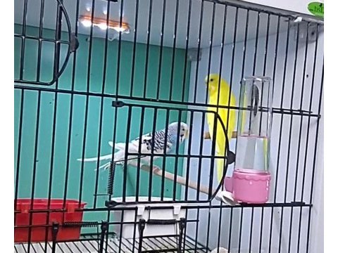 Renk güzeli muhabbet kuşu takımlar
