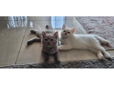 Acil sahiplendirme british shorthair ve blue point yavrular