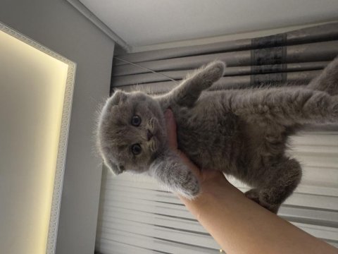 Özel ırk scottish fold