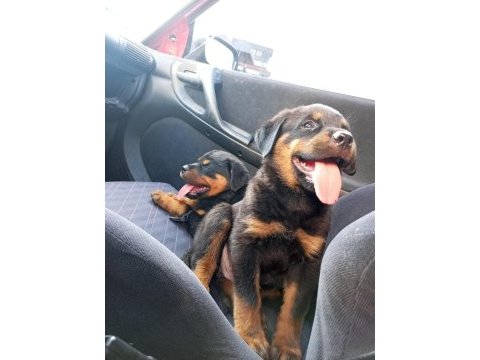 Irk garantili rottweiler yavrularımız