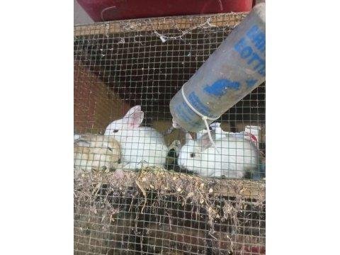 Yavru tavşanlar sahiplerini arıyor