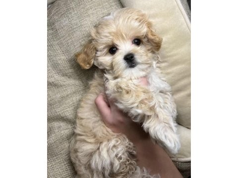 Mükemmel kalite maltipoo bebekler