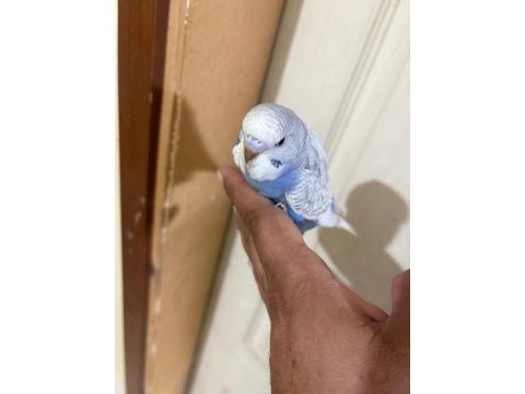 31 günlük muhabbet kuşu oğlan bebek
