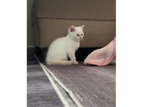 British shorthair kedimize yeni sahibini arıyoruz