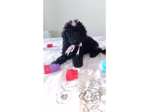 Toy poodle bebeklerimiz yeni yuvasını arıyor tekirdağ