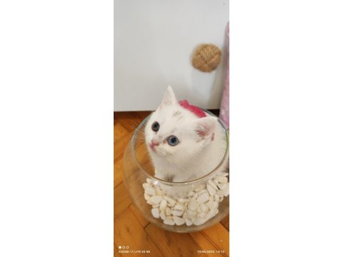 Bursa scottish straight shorthair old eyes bebekler