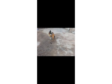 Alan koruması üst düzey belçika kurdu