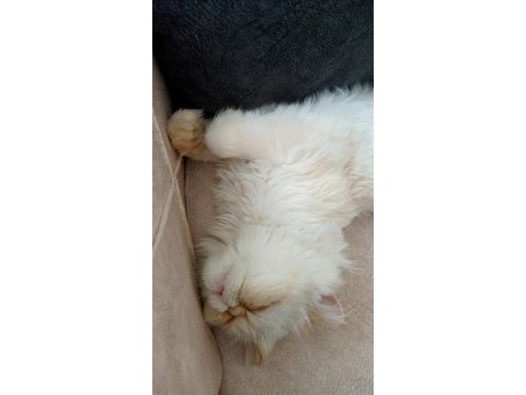 Dişi kedi arıyoruz