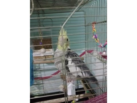 1 buçuk aylık yeme düşmüş sultan papağanı