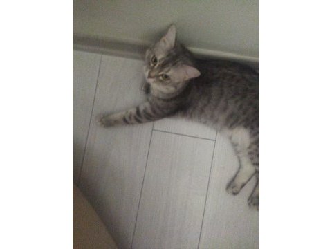 10 aylık british shorthair gümüş renkli kedim
