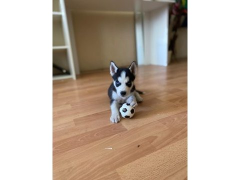 3 aylık erkek husky