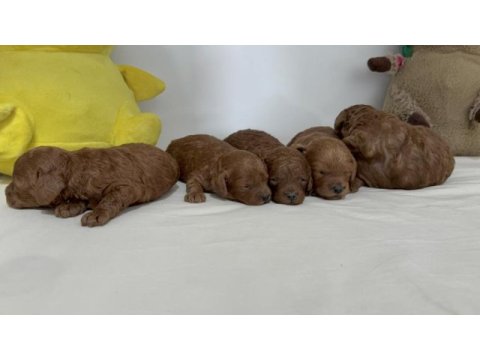 Toy poodle yavruları