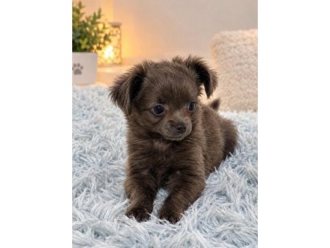 Özel blue renk mikro teacup uzun tüylü chihuahua