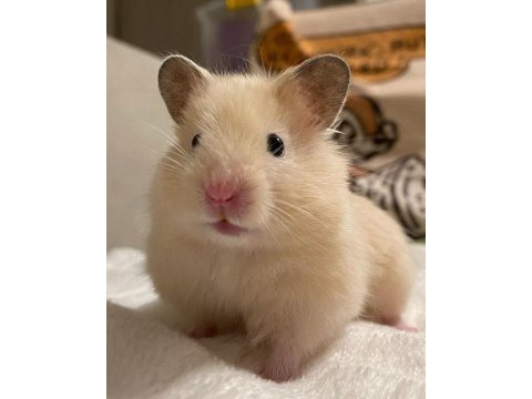 Hamster gonzales yavrular heryere gönderim