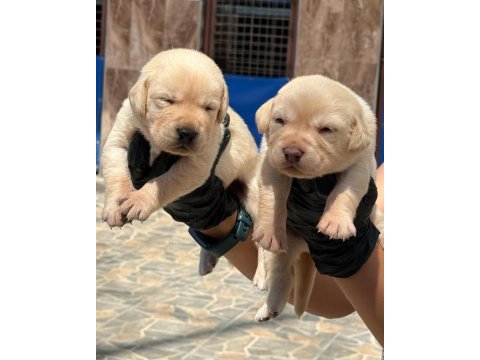 Sevimli labrador yavrularımız