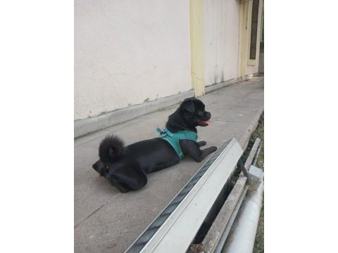 Siyah pug pascal için yuva arıyoruz