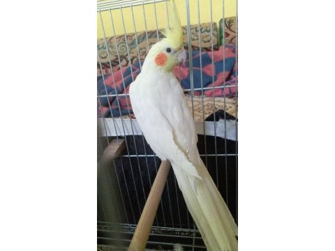 Çift yavru alınmış sultan papağanı