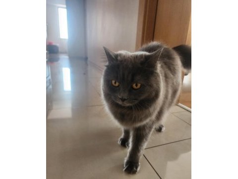 Ücretsiz british longhair 1 yaşında