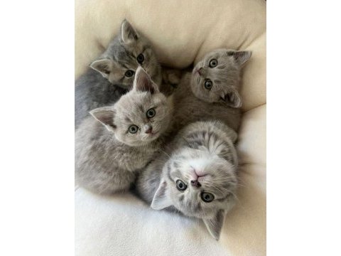Orijinal british shorthair yavrular veteriner kontrollü