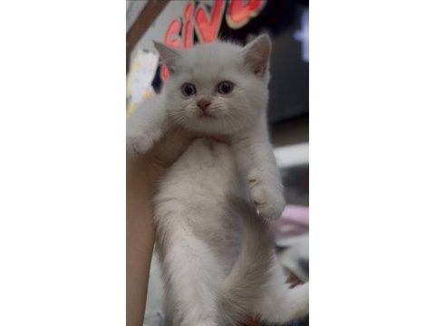 British shorthair golden point dişi erkek kardeşler