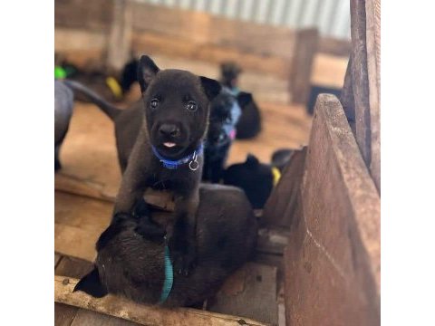 Belçika malinois yavruları