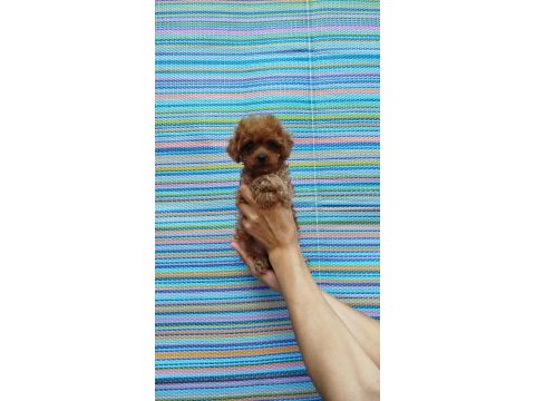 Teacup korekan poodle yavrularım