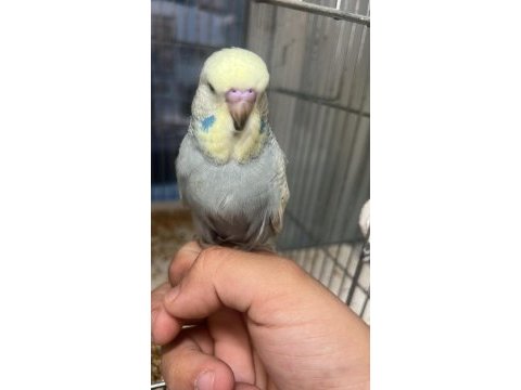 45 günlük show jumbo muhabbet kuşu paşa ele alışık