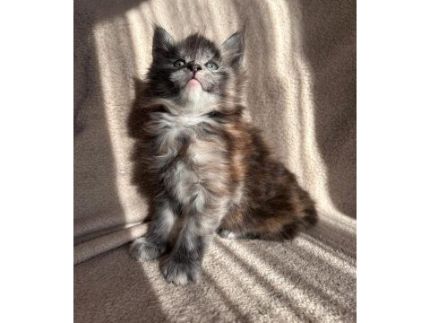 Full secereli maine coon yavruları