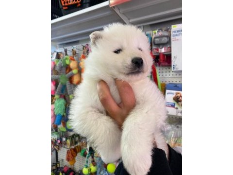 Safkan samoyed yavruları