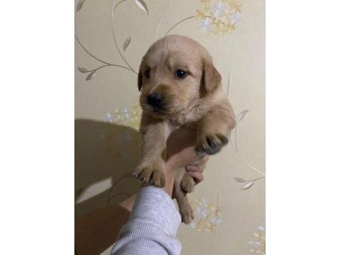 Baby face yavrular golden retriever