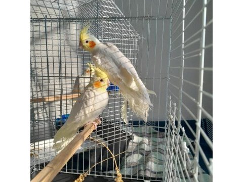 3 aylık kırmızı göz lutino sultan papağanı bebekler