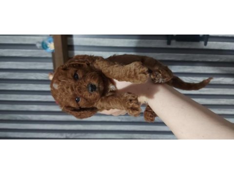 Safkan red brown toy poodle bebekler