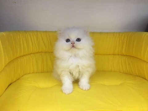 British longhair yavrumuz