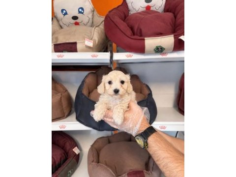 Babyface maltipoo yavrularımız