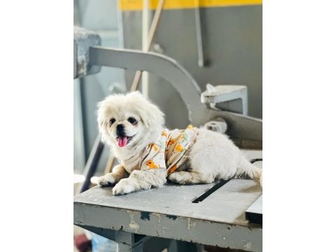 Eğitimli pekinez köpeği