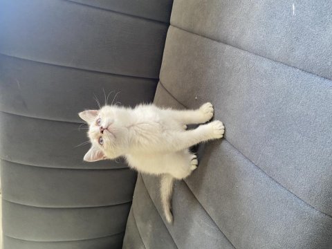 Point dişi bebek british shorthair