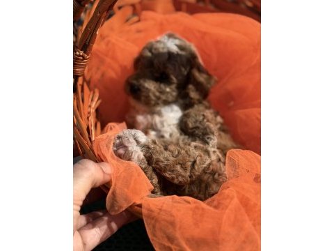 Kore kan poodle yavrularımız