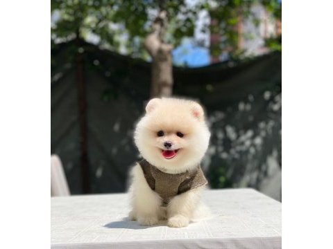 Yeni gelen sevimli pomeranian boo yavrular