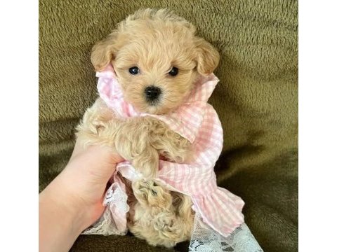 Korean maltipoo bebekler 2 kg