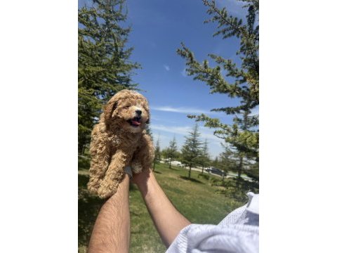 Yüksek kalite dişi maltipoo bebeğimiz