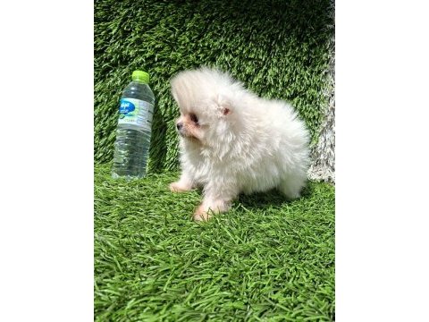 Pomeranian boo yavrular (majyajsız fönsüz)