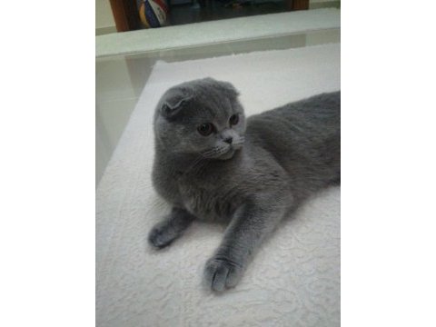 Scottish fold kedimize yeni yuva arıyoruz