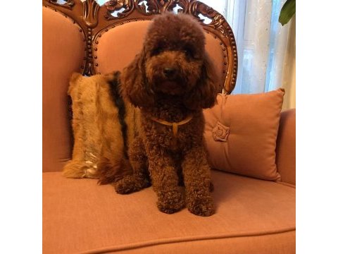 Secereli anneden toy poodle yavru