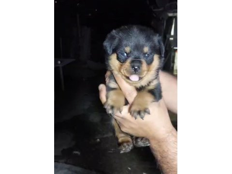 Macar koca kafa rottweiler yavrular